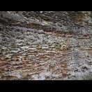 Erodierter Kalkstein in der Nähe der Tantanoola Caves